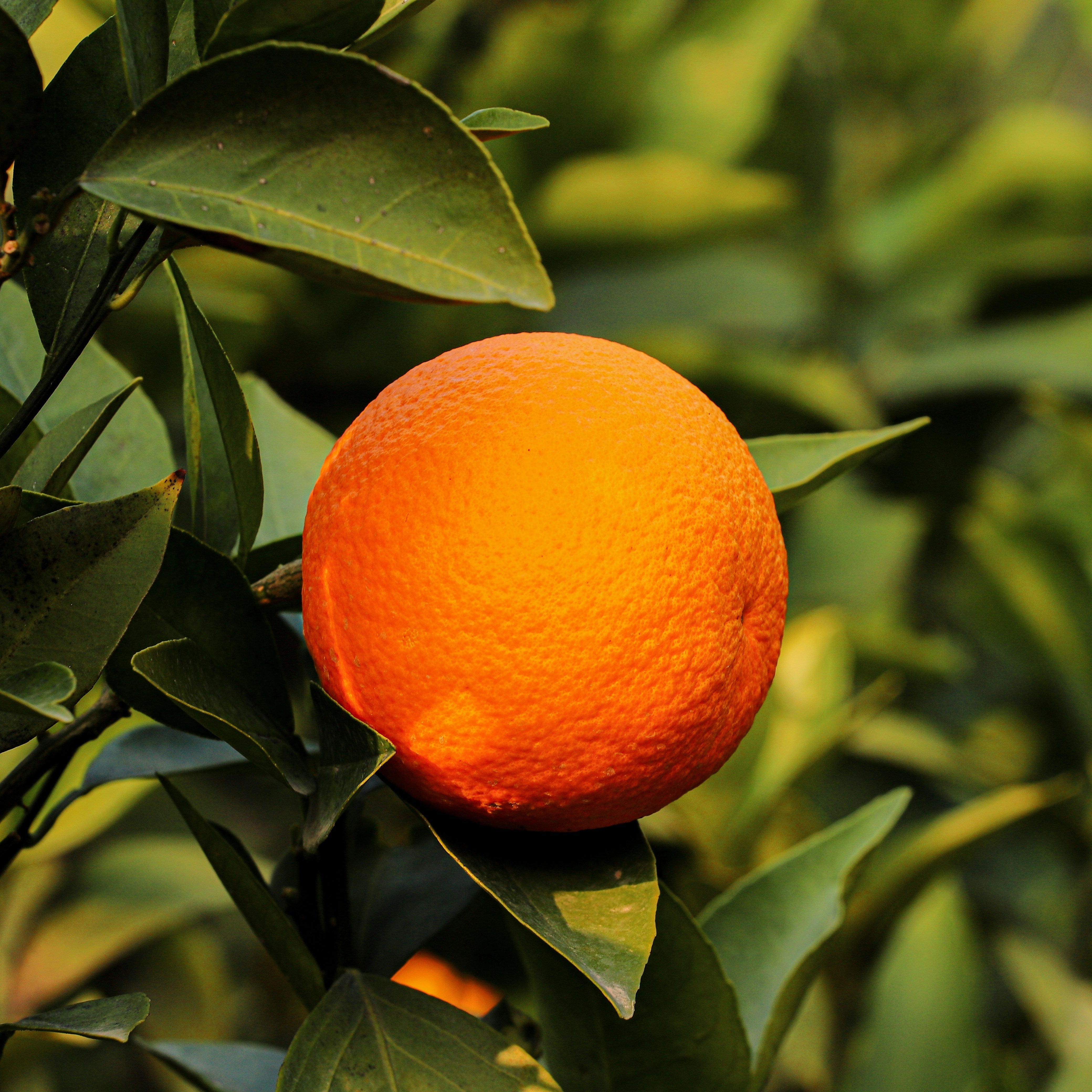 Naranja en árbol