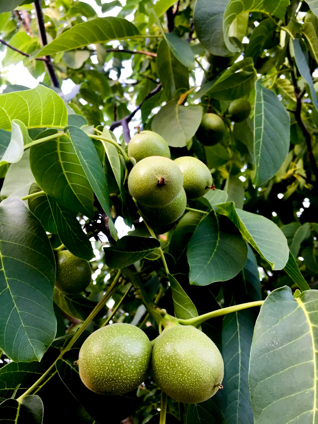 Nueces 50 gr