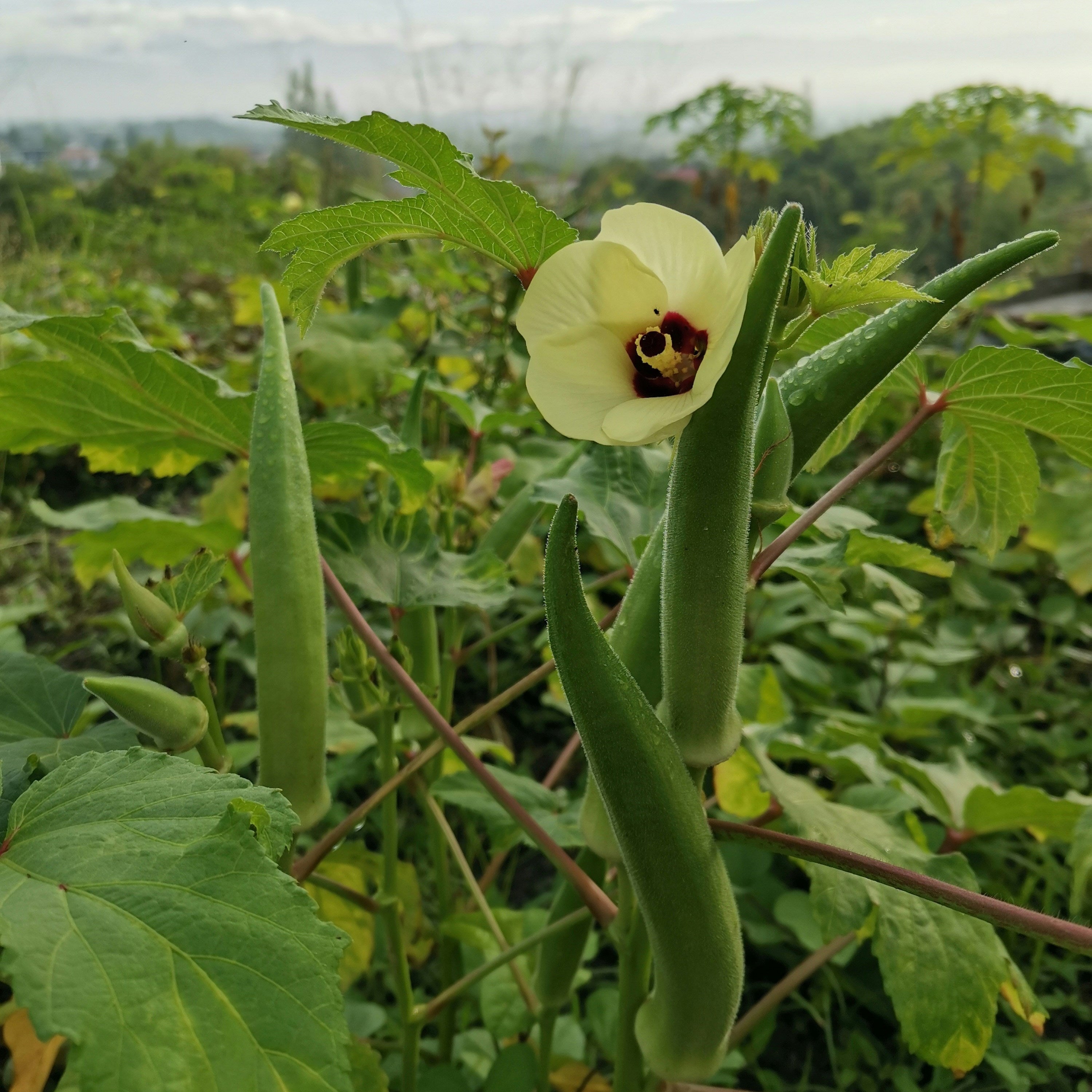 okra en flor