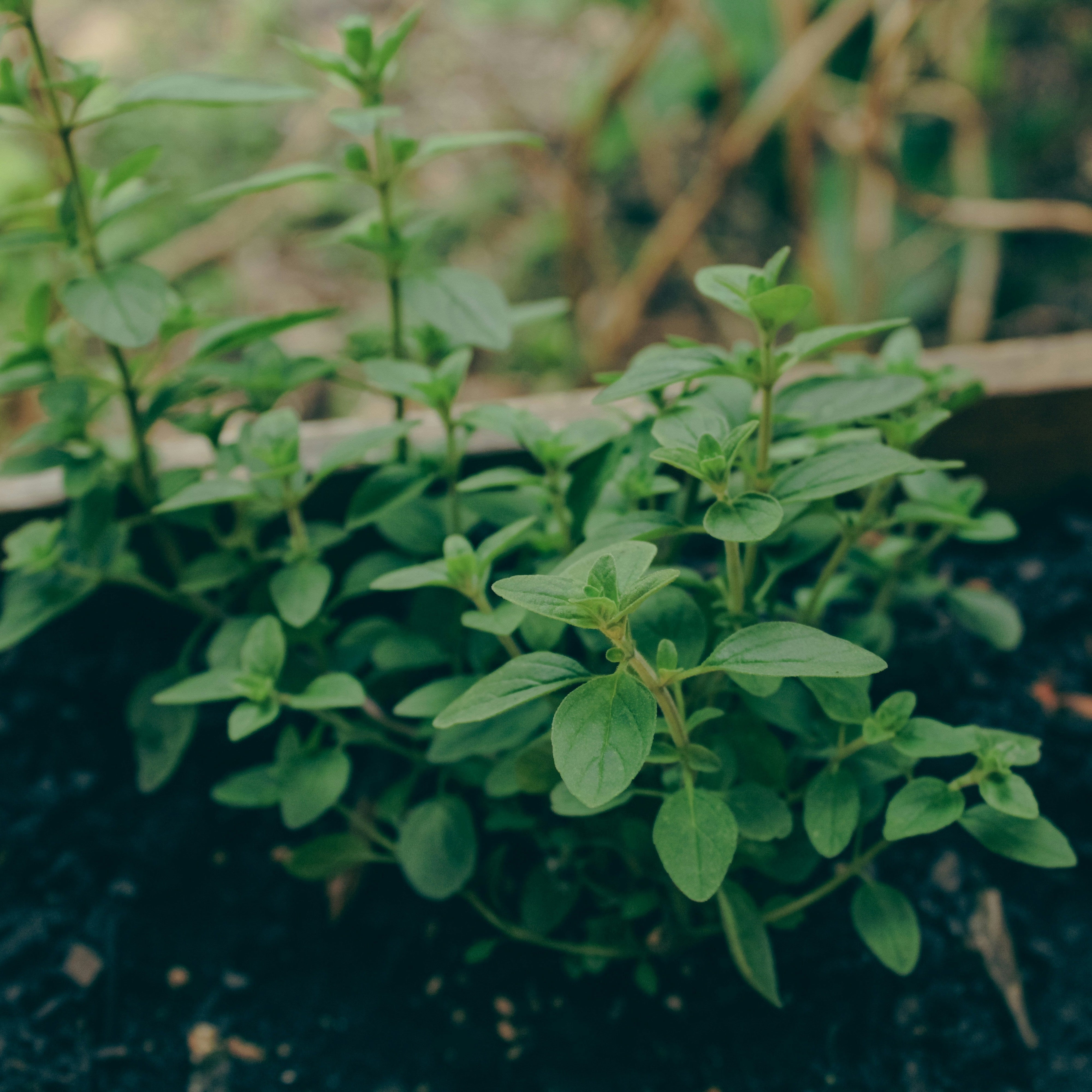 oregano en tierra