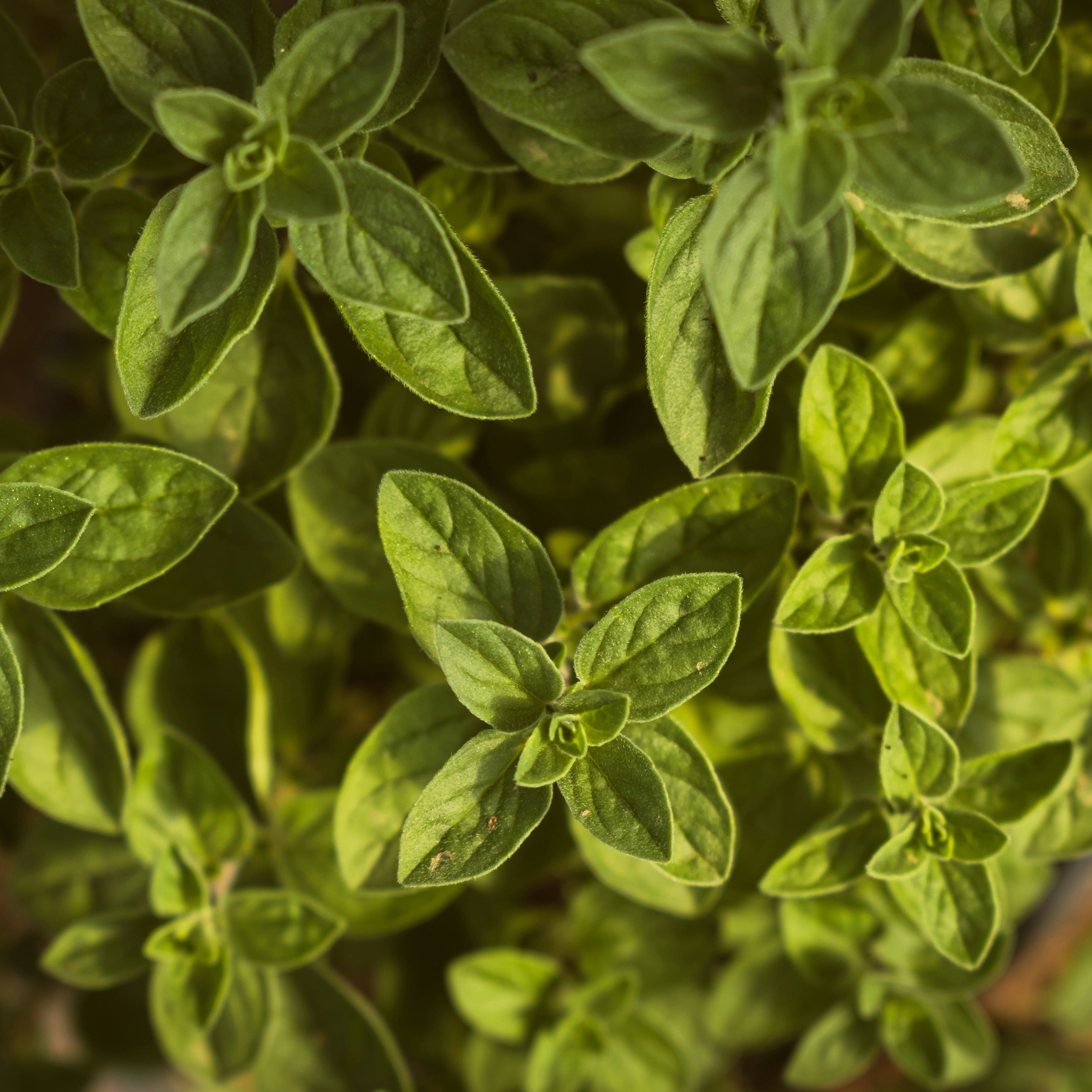oregano fresco 50g