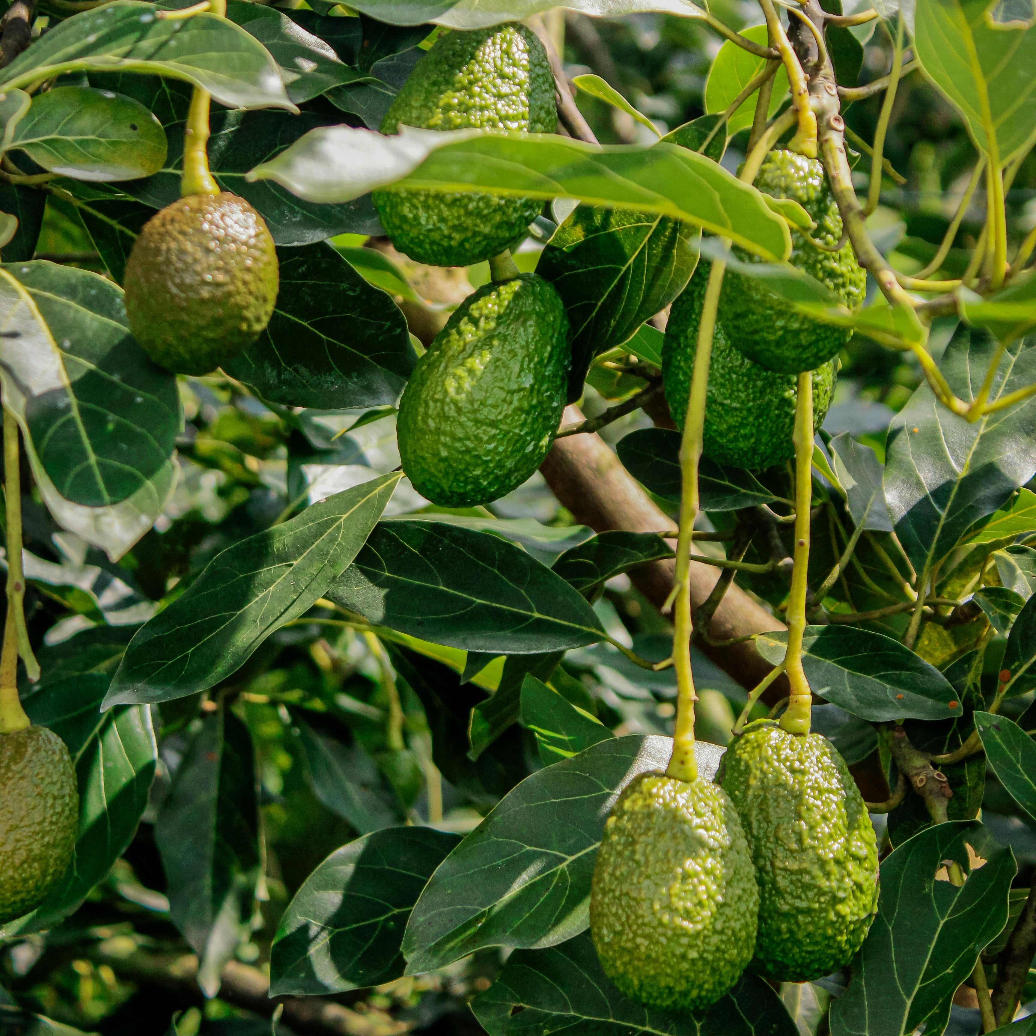 Palta hass en árbol