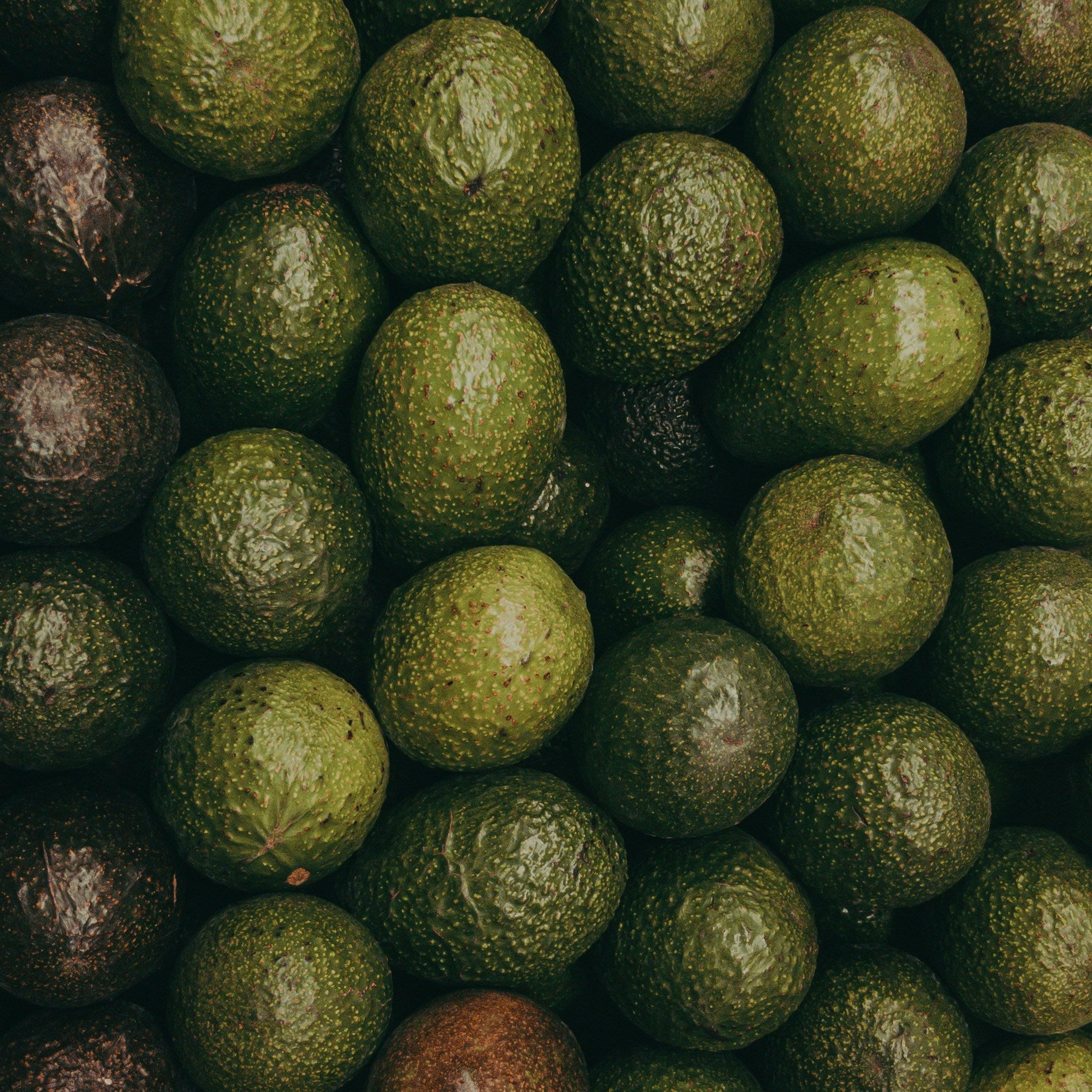 Palta Hass