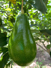 Palta Edranol Unid