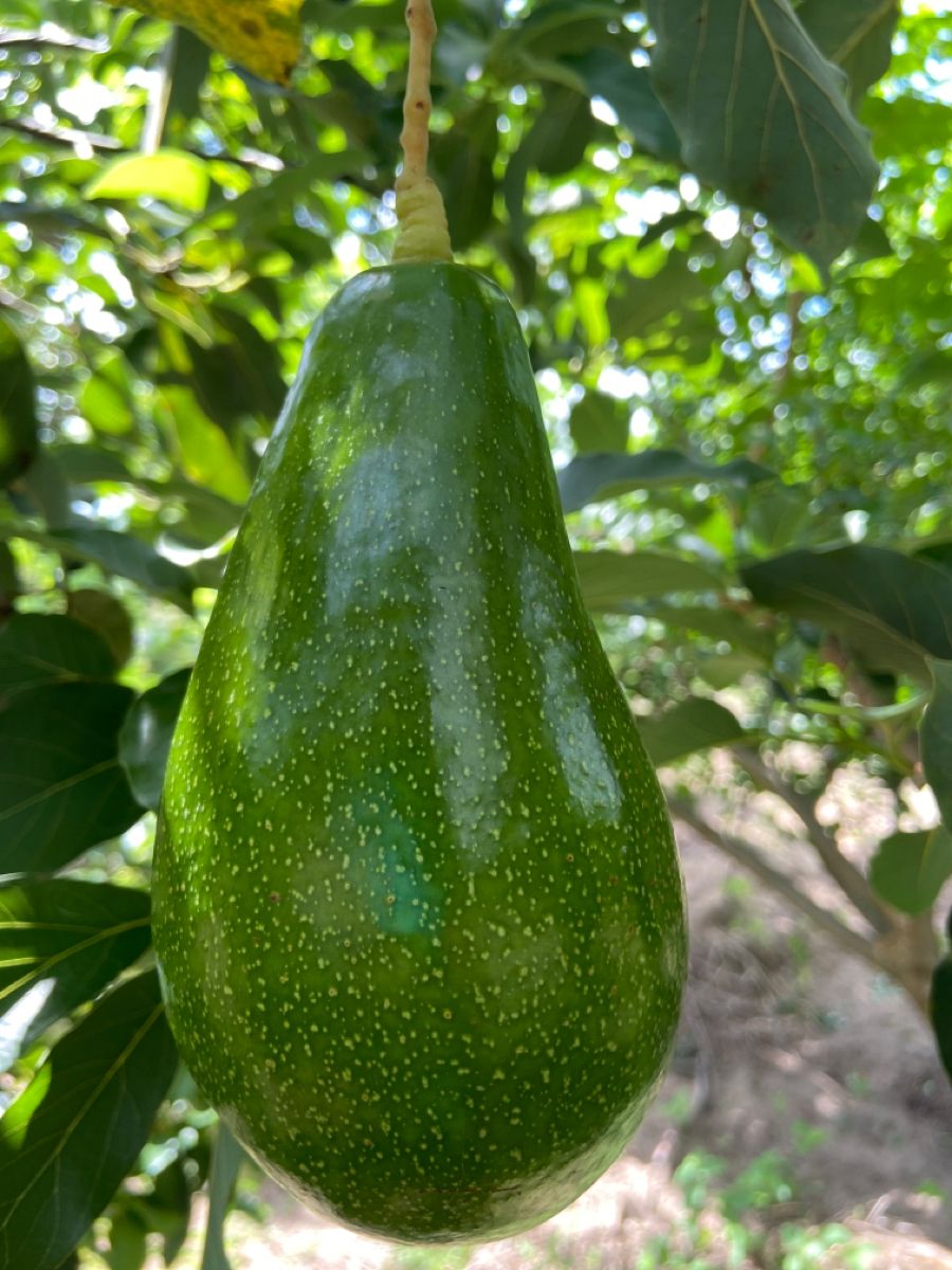 Palta Edranol Unid