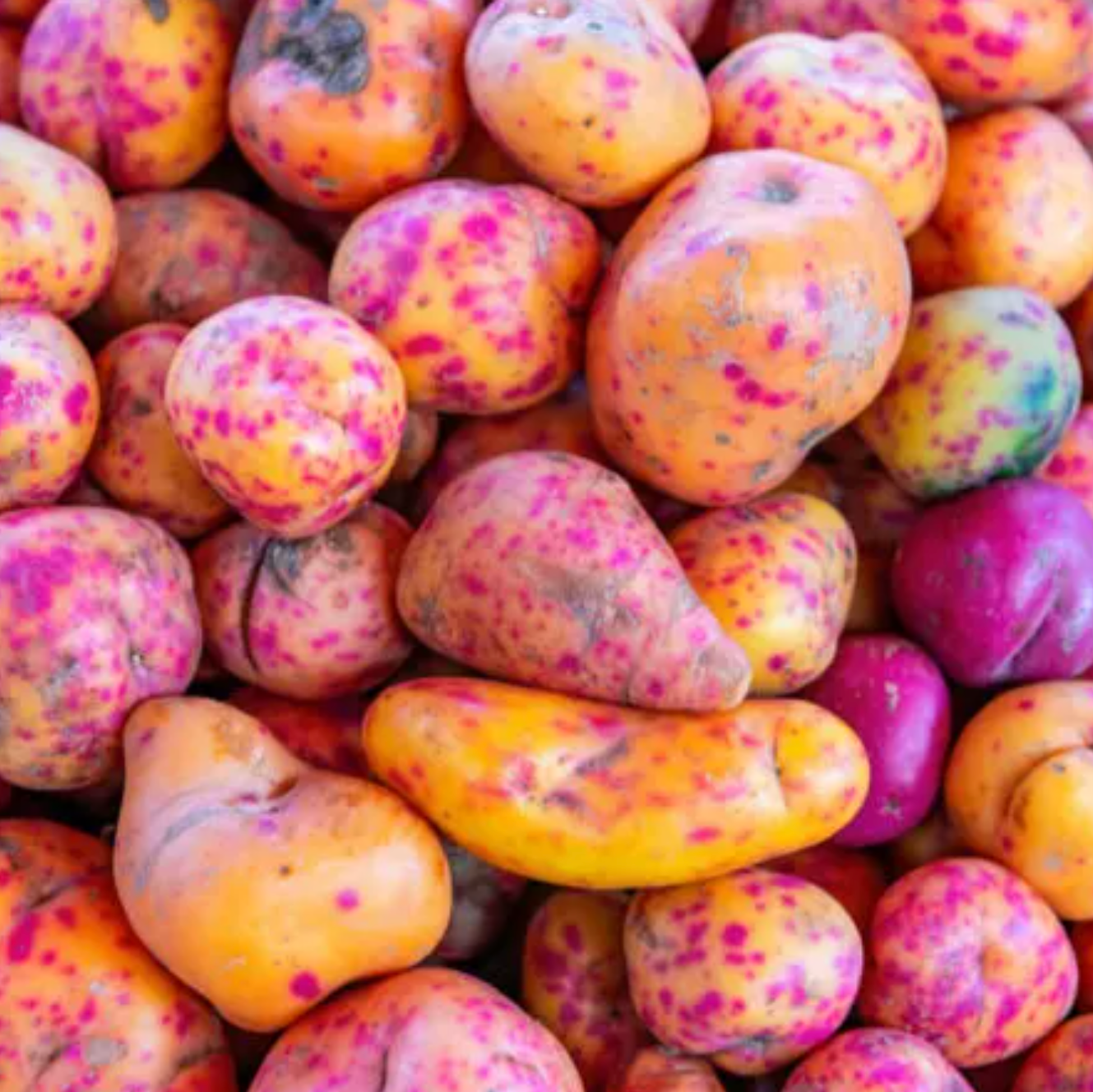 Papa olluco colores