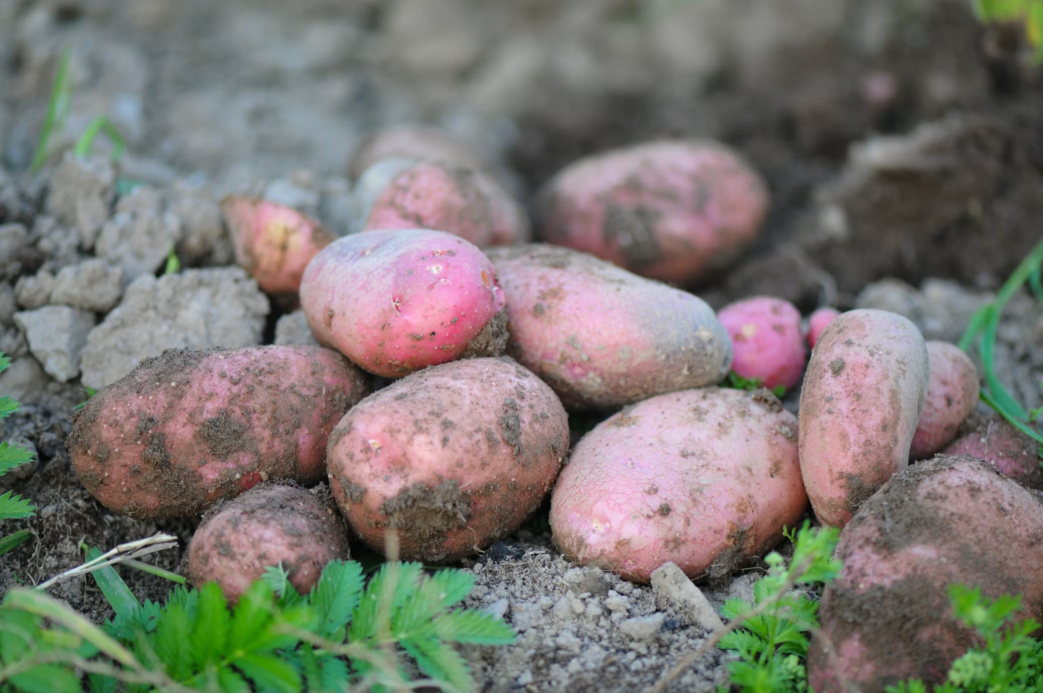 Papas con Tierra / kg