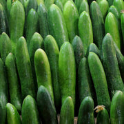 pepino normal unidad