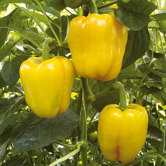pimenton amarillo en campo