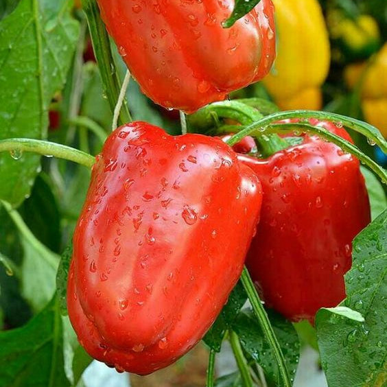 pimenton rojo en campo