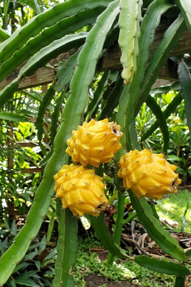 Fruta del Dragon unid