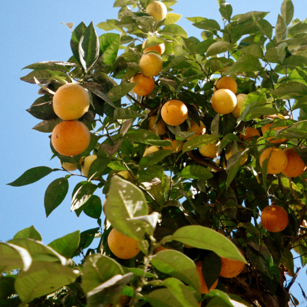 Arbol de pomelo
