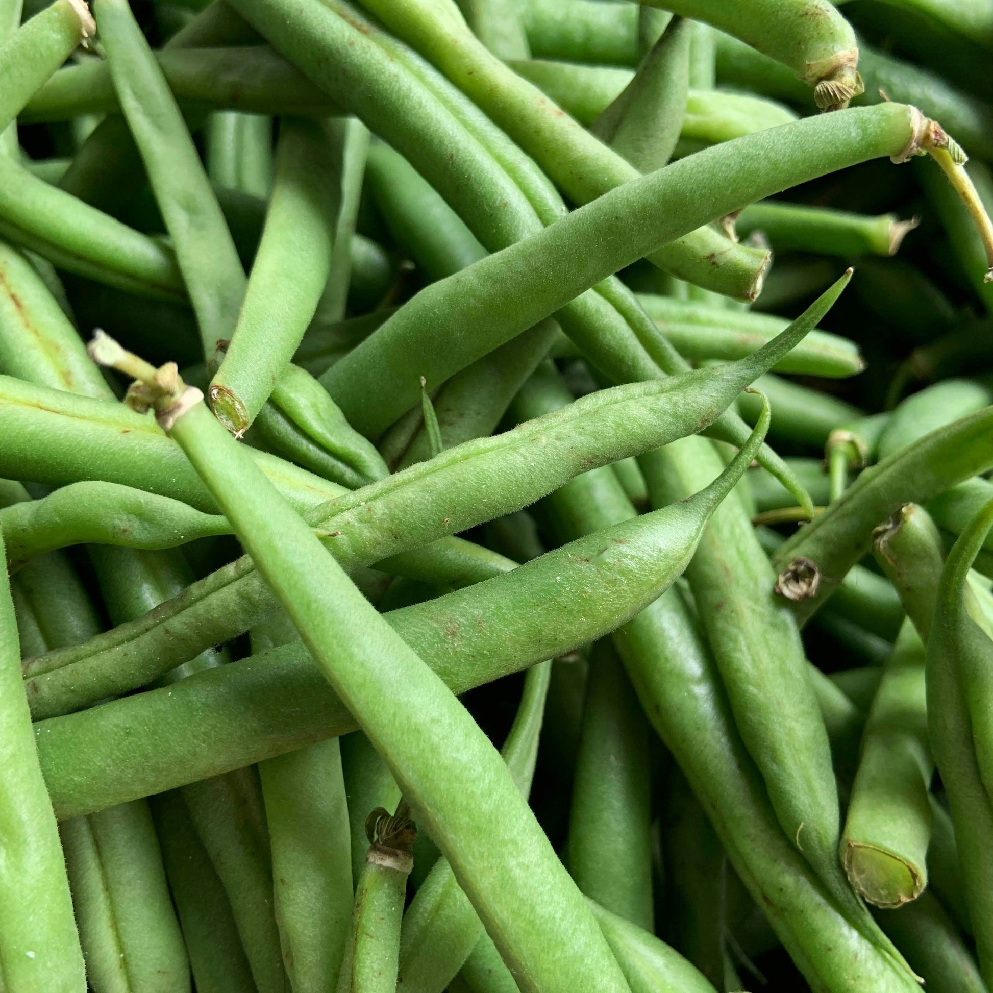 Poroto verde vaina