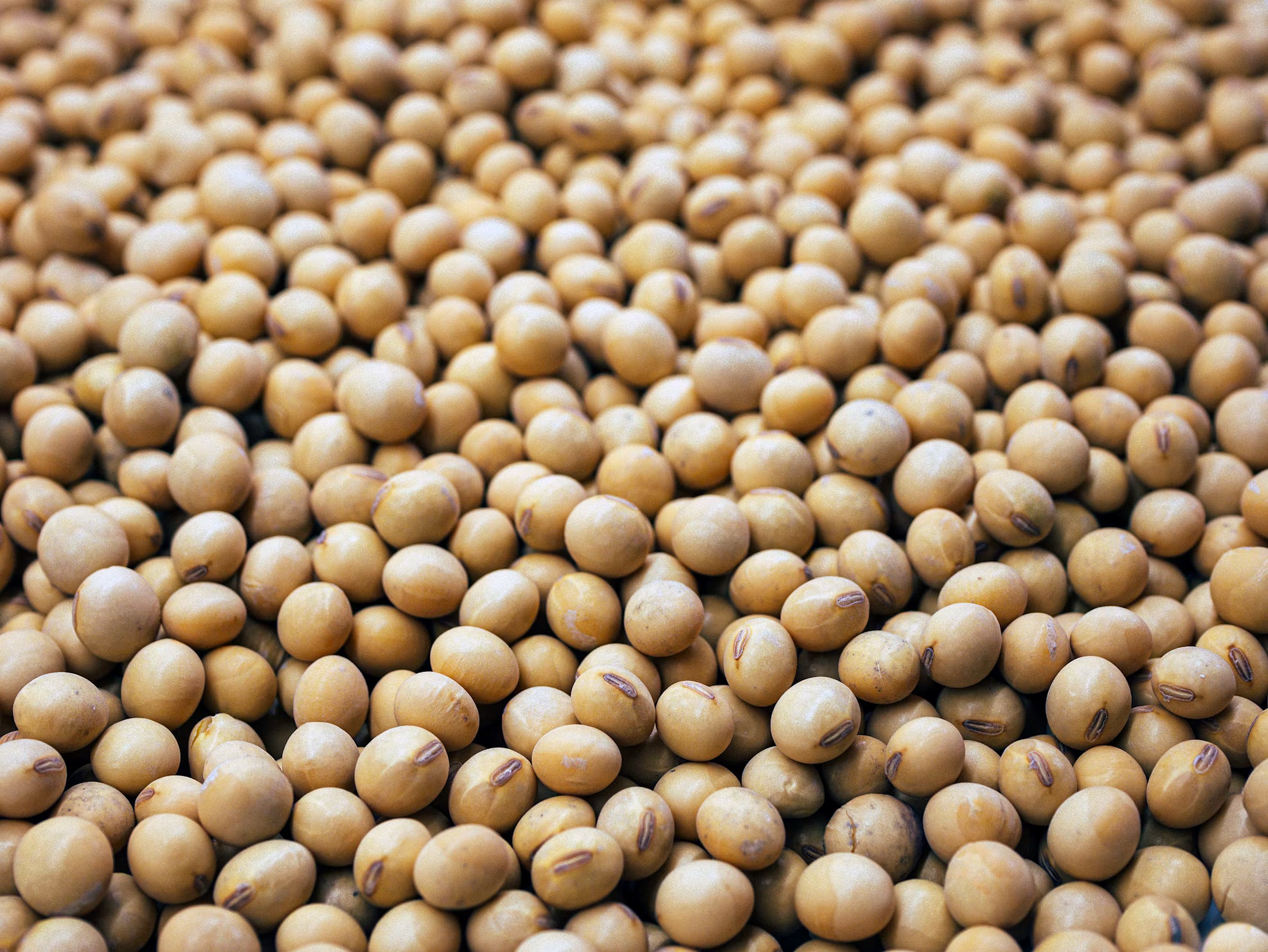 Poroto Soya 333 gr