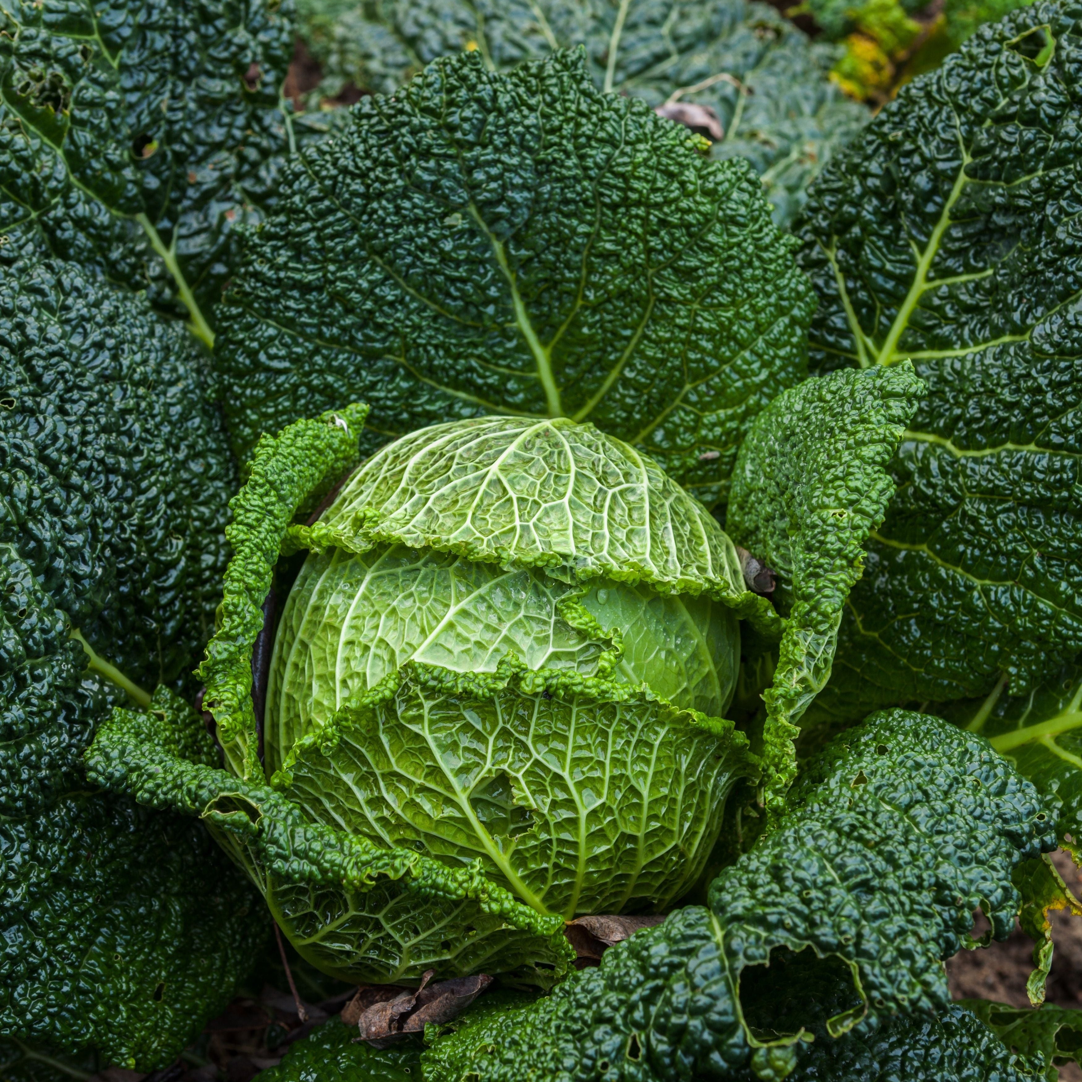 repollo crespo campo