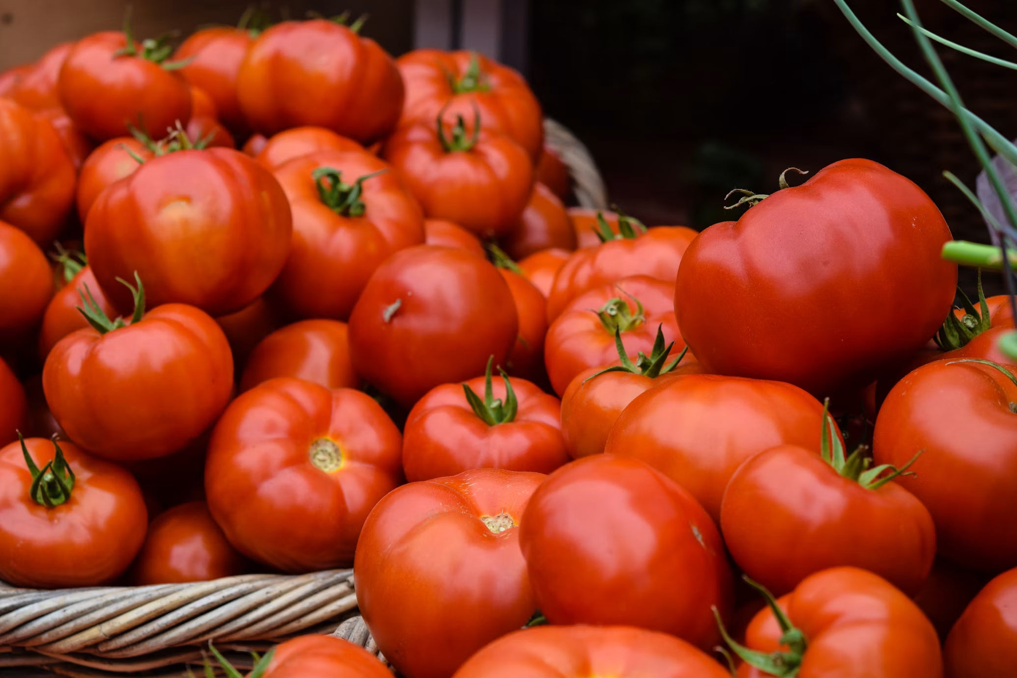 Tomate Zapato
