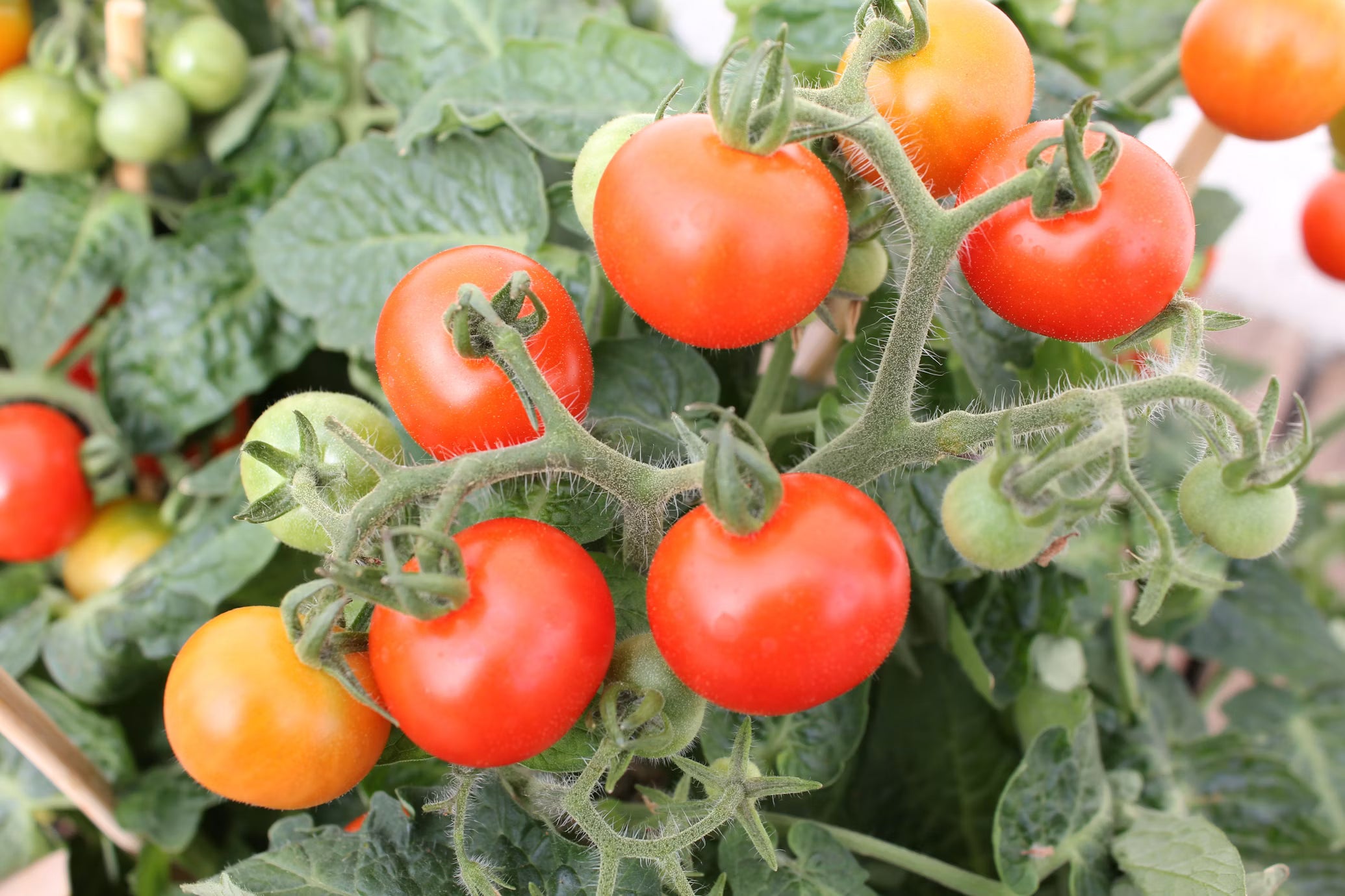 Tomate Cherry 500 gr