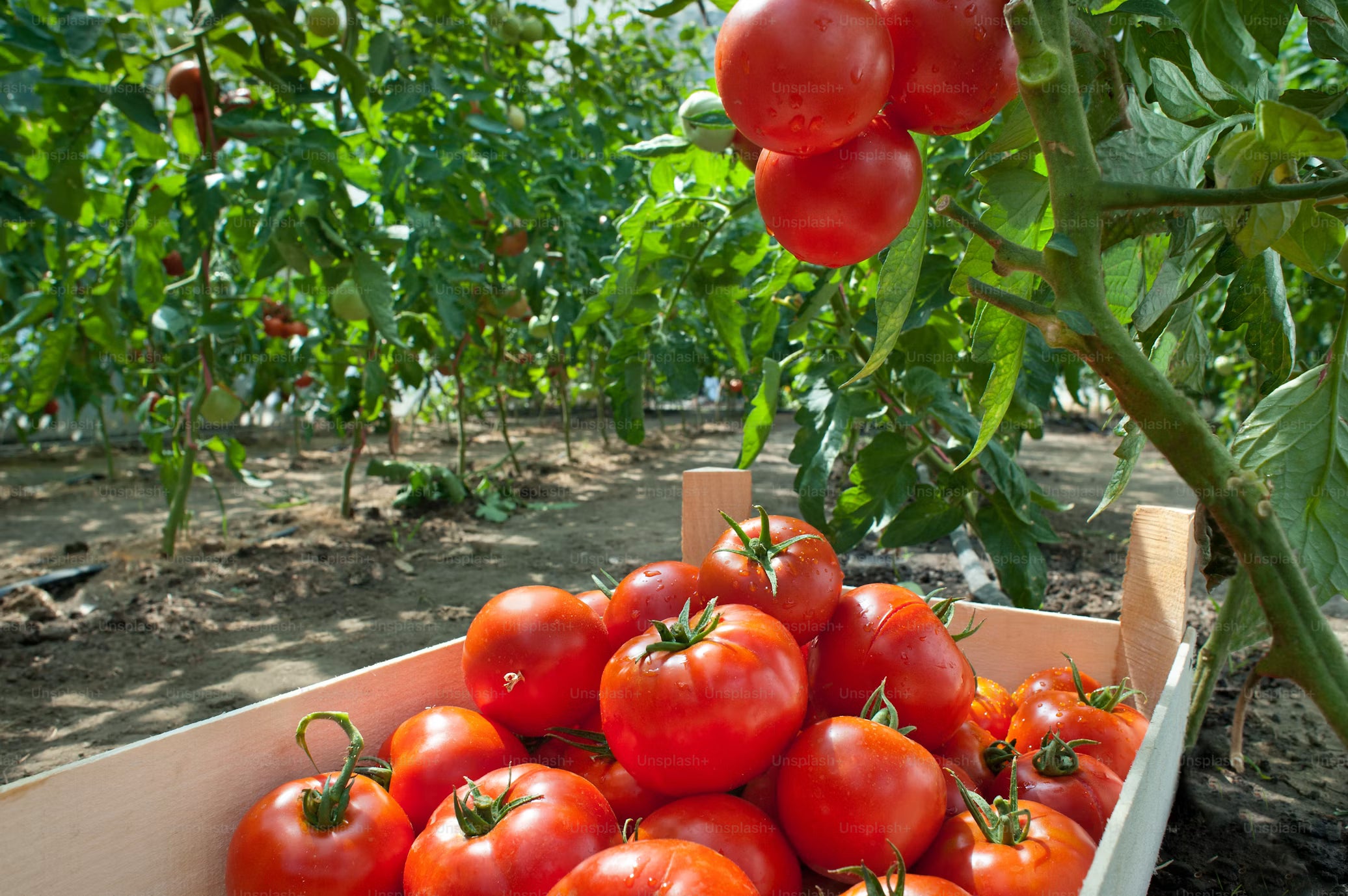 Tomate Larga Vida de Paine / kg