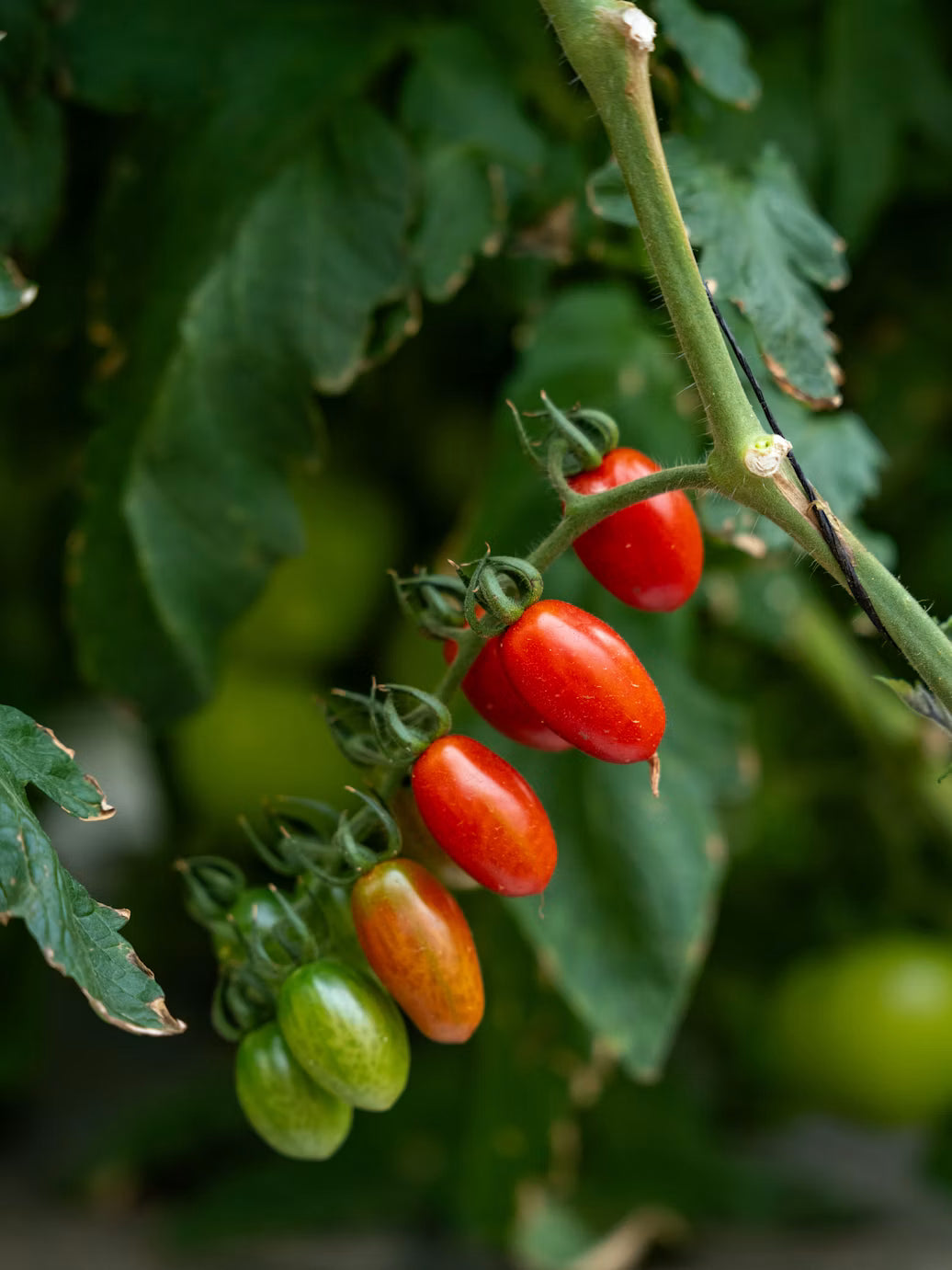 Tomate Pera