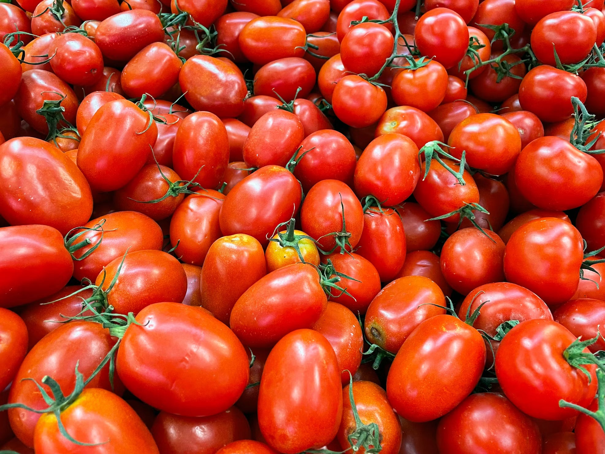 Tomate Pera
