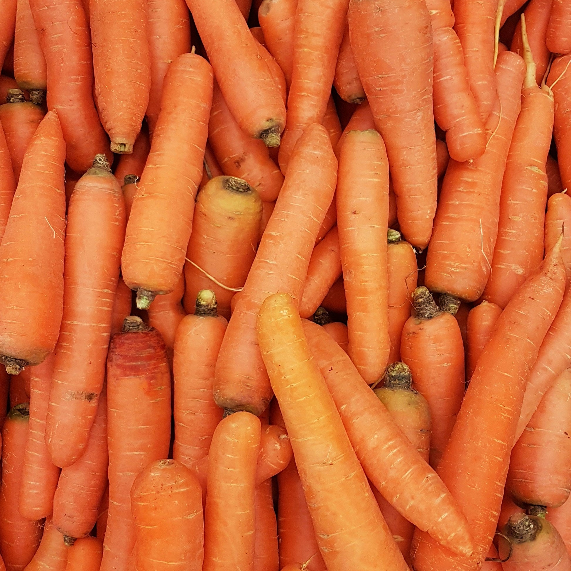 zanahorias por kilo