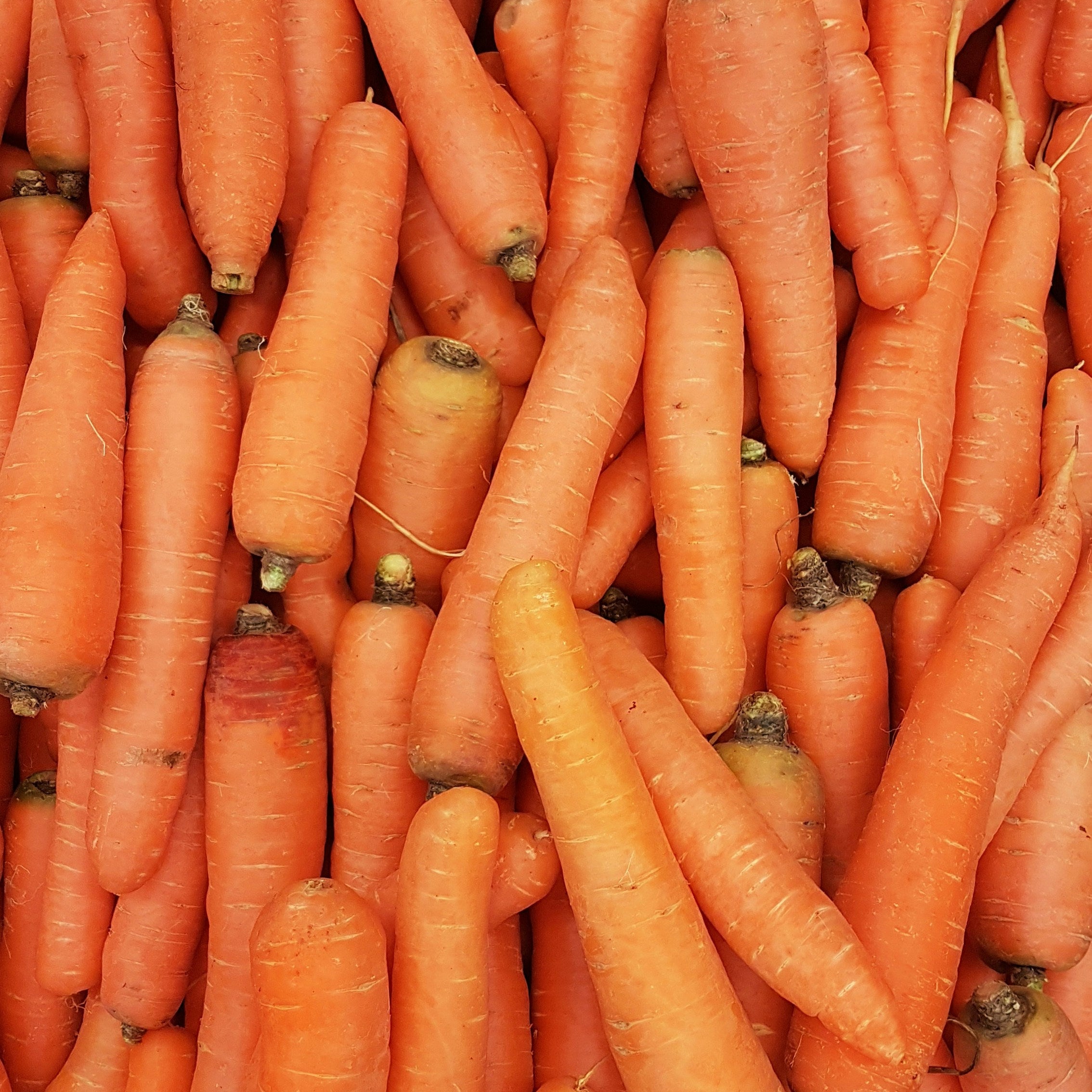 zanahorias por kilo
