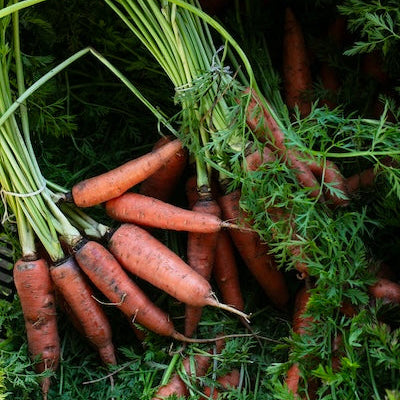 zanahorias cosechadas